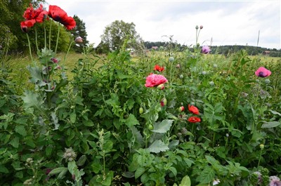 Komposten blommar