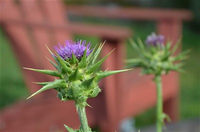 Mariatistel blomma