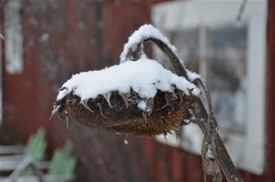 Solros i snö