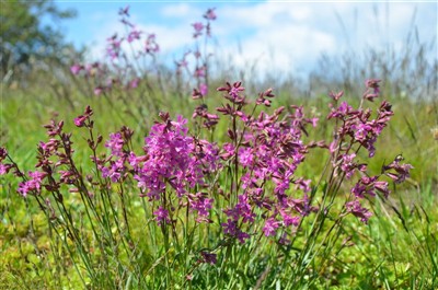 Tjärblomster