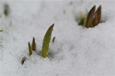 Tulpaner i snö